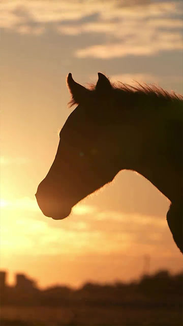 ESTADIA A CAMPO 